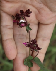 Mirabilis melanotricha