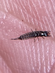 Platyninae