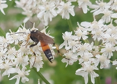 Ichneumon sarcitorius