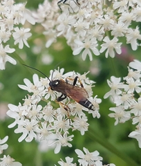 Ichneumon sarcitorius
