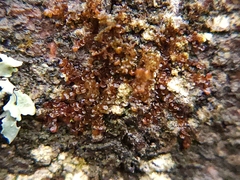 Frullania