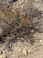 Eriogonum fasciculatum