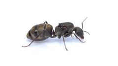 Camponotus cosmicus