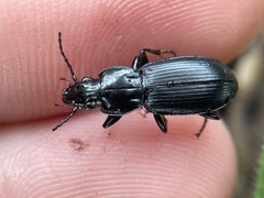 Pterostichus