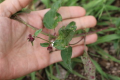 Mirabilis melanotricha