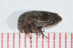 Ophiderma