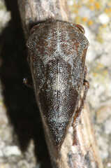 Ophiderma