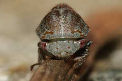 Ophiderma