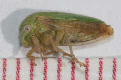 Smiliini