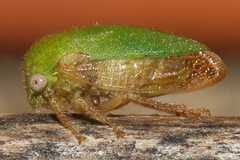 Smiliini