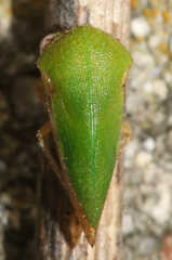 Smiliini