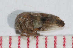 Ophiderma