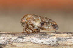 Ophiderma
