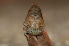 Ophiderma