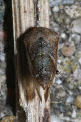 Ophiderma