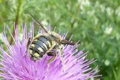 Anthidium septemspinosum