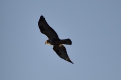 Buteo buteo vulpinus