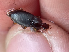 Calathus ruficollis