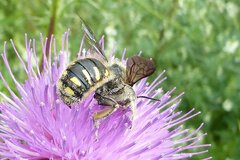 Anthidium septemspinosum