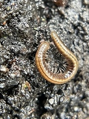Brachyiulus