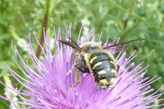 Anthidium septemspinosum