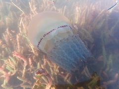 Crambionella stuhlmanni