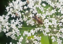 Alosterna tabacicolor