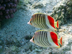 Chaetodon paucifasciatus