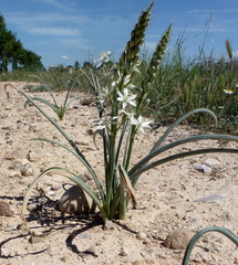 Ornithogalum narbonense