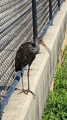 Aramus guarauna