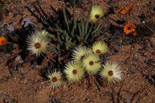 Image of Cephalophyllum pillansii by (c) Tony Rebelo, some rights reserved (CC BY-SA)