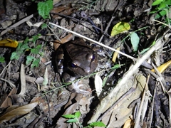 Leptodactylus savagei