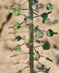 Ornithogalum narbonense