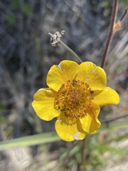 Geum magellanicum