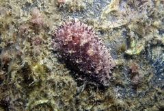 Discodorididae