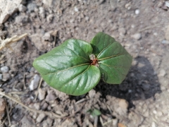 Magnoliopsida