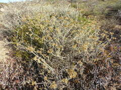 Helichrysum bachmannii