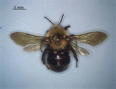 Bombus