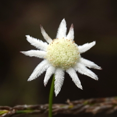 Actinotus minor