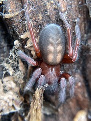 Callobius