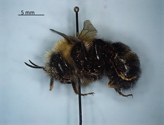 Bombus