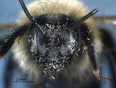Bombus