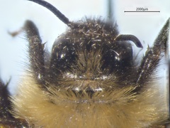 Bombus