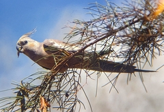 Nymphicus hollandicus