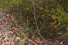 Actinotus minor