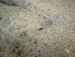 Scophthalmus rhombus