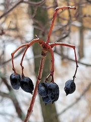 Viburnum lentago