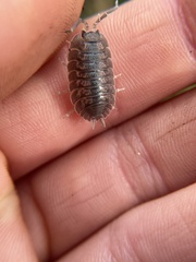 Porcellio dilatatus