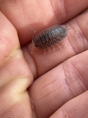 Porcellio dilatatus
