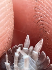 Porcellio dilatatus